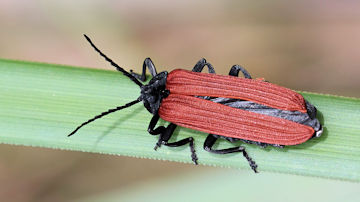 Wallpaper thumb: Lycid Beetle